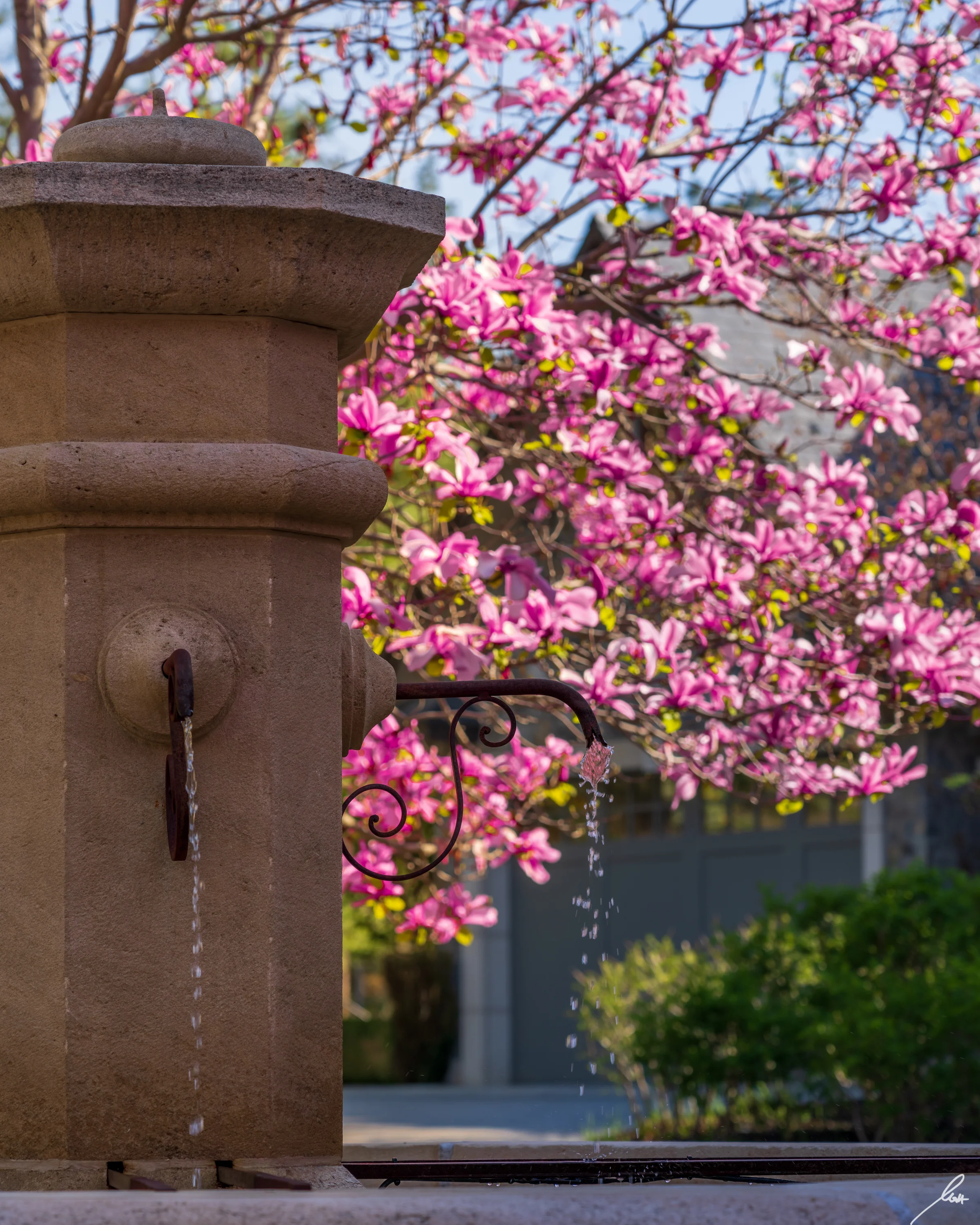 Stone fountain and magnolia gardens at Château Okanagan